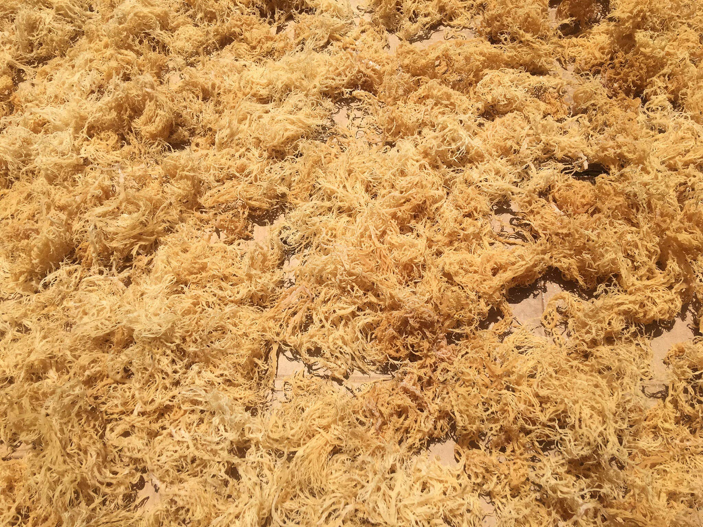 Sea Moss | Irish Sea Moss | Wildcrafted - 100% Natural, Makes 120+oz/3.5L of Seamoss Gel from St. Lucia | Dr. Sebi - 227g